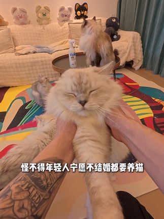 没想到就大学生那点生活费,竟让能把11只猫养的这么好! #上门喂猫 #养猫日常 #养猫经验分享 #猫咪排毛