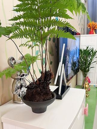 #摆件 #家居摆件#永动机摆件 #乔迁礼物 #时来运转