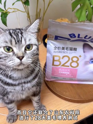 一到换毛季小猫咪就化身蒲公英?这个换毛季必备猫粮你必须知道! #换毛季吃蓝爪 #猫咪美毛 #猫咪掉毛怎么办 #猫粮推荐 #美毛猫粮