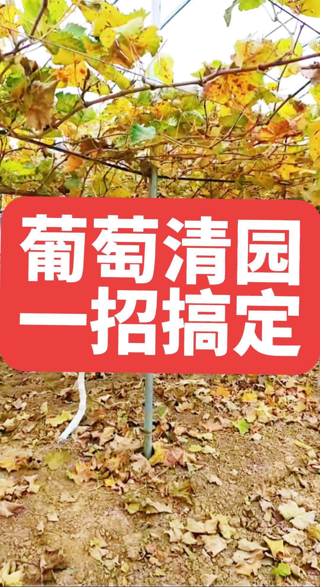 果树清园别再只会用传统方法啦。#果树清园#清园#葡萄管理#三农种植