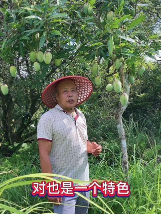 大叔来广西做客,不但实现了荔枝自由,还实现了芒果自由! #乡村生活主打一个不能闲着#我的农村生活 #芒果 #农村大叔记录生活 #创作灵感