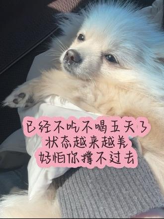 爱比死神更先到达#细小冠状 #博美狗狗