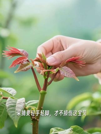 红油香椿树苗来喽,喜欢的家人们还在等什么呢#红油香椿树苗#种植 #看过来 #上热搜 #园艺生活