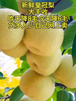 现摘现发正宗皇冠梨子新鲜水果现摘当季水果河北皇冠梨#优质农产品 #皇冠梨 #好吃不贵经济实惠