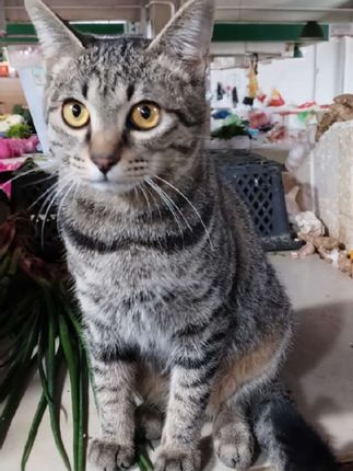 治愈系小猫