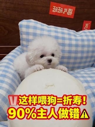 你养狗你要这样喂 狗狗不长寿 #养狗 #养狗的乐趣 #狗 #养狗人 #养狗日常
