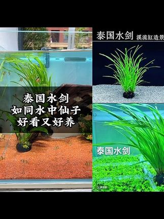 泰国水剑坨草后景水草易养原生缸水草懒人造景好养水草新手小白#厂家直发#视频爆款热卖中