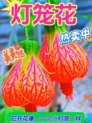 灯笼花盆栽藤本爬藤好养耐阴花卉植物蔓性风铃花颜值庭院四季开花#灯笼花盆栽#好看的花一定要分享给你