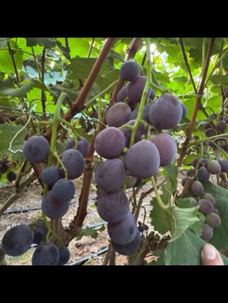 现摘正宗巨峰葡萄新鲜果园直发当季应季水果#巨峰葡萄 #葡萄🍇 #葡萄熟了 #巨峰葡萄熟了
