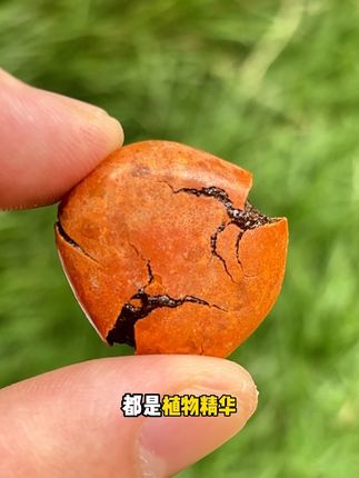 巨好吃的炫槟槟果!好吃有劲! #口香糖#好吃#太好吃了#美味零食 #炫槟槟果