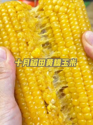 早餐不知道吃什么来这个黄糯玉米老香老嫩了!#十月稻田黄糯玉米 #十月稻田 #糯玉米 #玉米