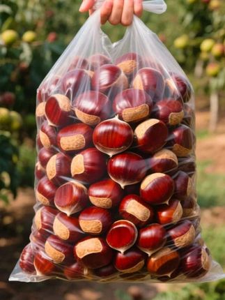 新鲜板栗来活动了,19.9到手5斤,太 划算了#强烈推荐 #口感特别好 #好吃到停不下来 #超便宜超划算 #应季水果 @抖加🔥上热门🔥dou+🔥热点宝