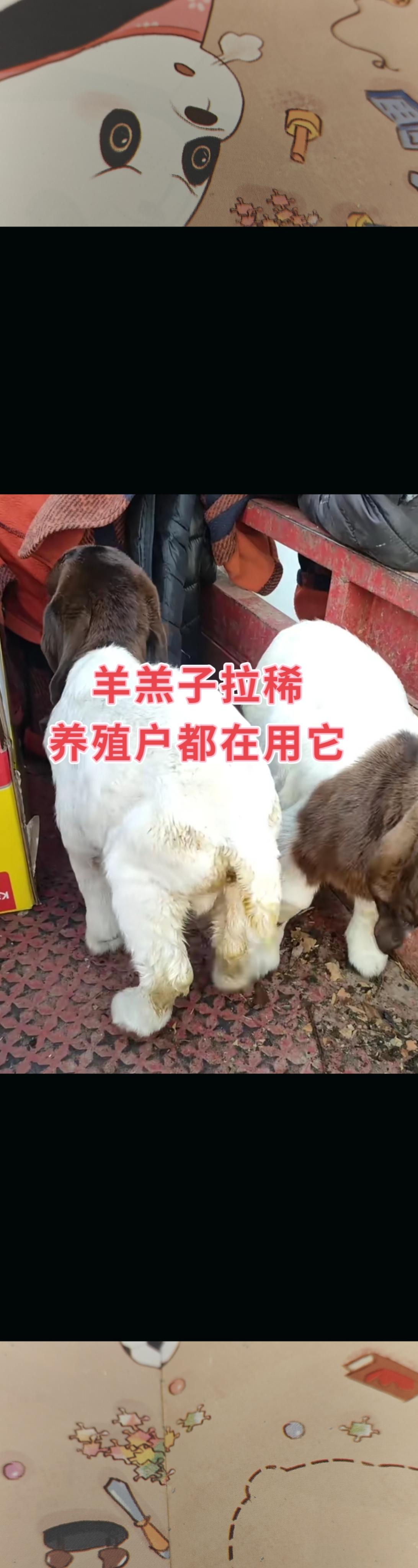 #养羊#养羊人#羊羔#农村养殖#牛羊养殖