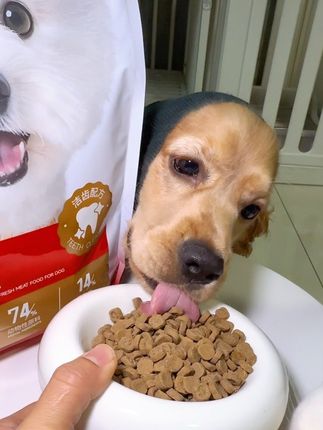 狗狗嘴里有味,可以试试科膳这款烘焙粮#科膳烘焙粮 #狗狗口气 #狗粮