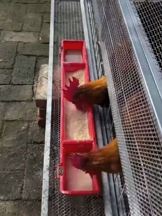 鸡笼子,家用室外鸡笼子,养殖笼兔笼鸽子笼鸡舍,大号加密网片笼,防黄鼠狼#鸡笼子#实用好物 #养殖好帮手 #好东西一起分享
