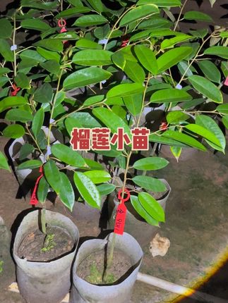 十几棵榴莲小苗出嫁广东老板有喜欢的来一棵也是优惠价🤝