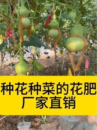 土培水培通用的花肥营养液 #水培植物 #花卉绿植 #营养液#家庭养花#花肥