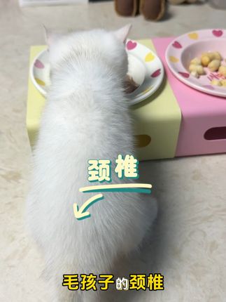 宠物碗太多了挑得我眼花缭乱,但这套真的很好看又跟家里氛围超级搭#猫碗推荐 #科学养宠攻略 #狗碗推荐 #萌宠好物#宠物用品