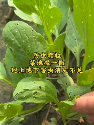 种菜撒上防虫颗粒菜叶看不见虫眼#防虫颗粒 #蔬菜种植 #病虫害防治 #白菜萝卜种植 #地下害虫防治