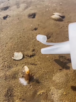 蛏子是沿海人经常吃的一道美食,那么你知道怎么抓蛏子吗?只需要用这个赶海撒盐罐往它住的洞里一撒,它就会乖乖的出来#赶海 #赶海工具 #盐壶