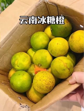 #新鲜应季水果 云南正宗哀牢山冰糖橙,别看皮绿了吧唧的,吃起来巨甜无酸,果肉细腻无渣,口口爆汁!没吃过的一定要尝尝#哀牢山冰糖橙 #橙子 #优质农产品 #优质水果