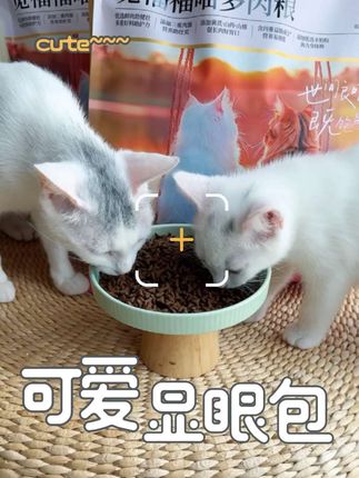 十年养了八只猫,才知道猫粮真的不是越贵就越好,而是定期换猫粮会更好。#萌宠推荐官 #宠物用品 #科学养宠