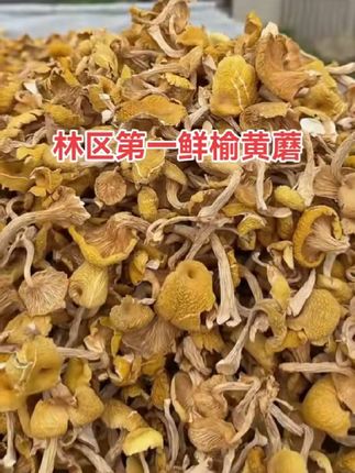 #榆黄蘑 #野生榆黄蘑 #吃菌子的季节 #快来一起尝个鲜 #捡菌子的快乐又回来了