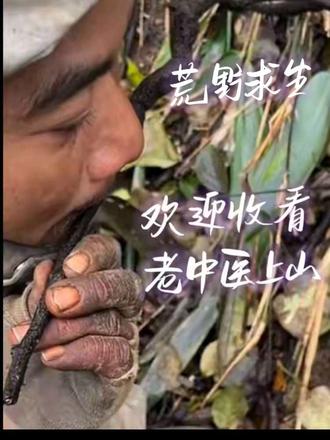 老中医尝百草 1+1=?#老中医 #老六荒野