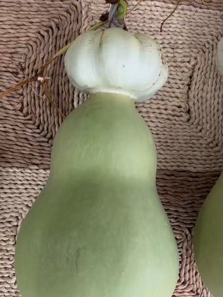 小巧葫芦随手把,天然青皮天津嘴造型随机惊喜! 花头钱袋葫芦#####葫芦福禄双全 