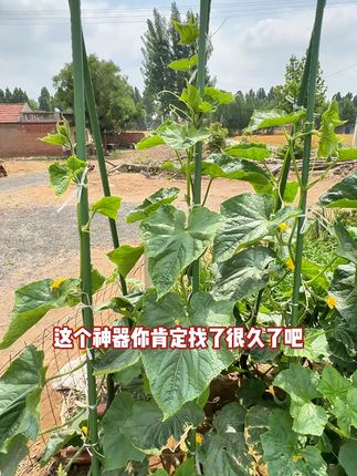 豆类、番茄、黄瓜都适用,这款爬藤架太实用了! #爬藤架 #花架支撑杆 #植物支撑杆 #葡萄架子庭院户外 #花支架支撑杆