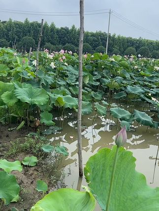 洪湖新鲜莲子,脆嫩清甜,买错也能退! 今天下午四点半开始发货了!有运费险哦~收到货不满意可以直接退哈~#新鲜采摘#快来一起尝个鲜#抖音助农扶农#滋补养生食材#一口掉进水果味的夏天