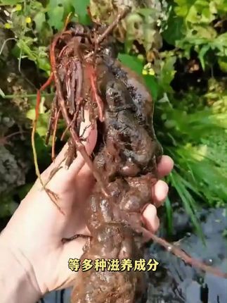 全是草本植物的洗发水你见过吗? 与#補之林 一起,传承东方智慧,回归自然养发 #草本洗发水 #蓬松控油