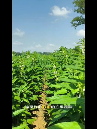 春天的味道!自家地里刚摘的荠菜速冻锁鲜嫩 现摘应季蔬菜芝麻叶#三农 #抖音美食创作人 #抖音美食推荐官 #农村生活 #农村美食 