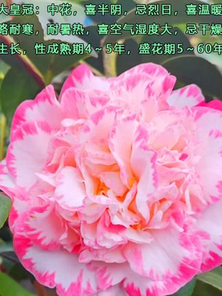 室内阳台必备!山茶花盆栽花开正艳,净化空气美不胜收! 喜欢养花草的朋友看过来!这株植物不仅好看还寓意美好哦~#花卉绿植#室内绿植#花卉绿植盆栽#爱生活爱养花#盆栽