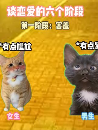 谈恋爱必经的阶段 #猫meme #猎奇 #抽象 #二次元 #搞笑