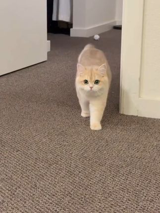 猫咪磨牙新选择,洁齿又美味! 冬天来了,快给毛孩子准备些好吃的小零食吧!它一定会很喜欢哦~#萌宠#猫咪#宠物零食#猫零食#猫咪零食