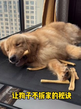 风干真牛皮狗狗咬胶 #狗狗 #狗零食 #宠物零食 #狗狗零食 #狗狗磨牙棒