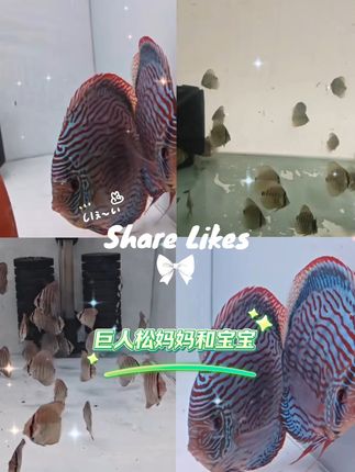 巨人松宝宝,直播间有售,20:30直播间不见不散 #直播  #养鱼日记  #养鱼养心  #养鱼人  #七彩神仙鱼  #养鱼