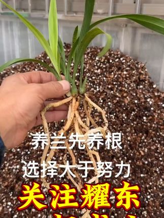 好植料养好根,根好苗壮不操心! 今天拍下明天统一顺丰包邮到家哦!!!#花卉绿植 #兰花 #兰花种植 #养花小知识 #营养土