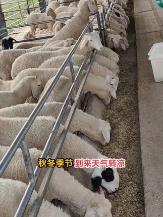养猪牛养羊必备!板青芪颗粒让牲畜更健康强壮!
