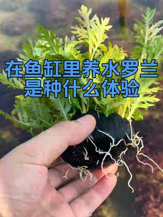 在鱼缸里养水罗兰有什么好处#鱼缸造景 #养鱼养心 #水草缸 #新手水草