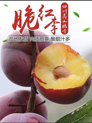 九寨沟脆红李,一口咬下汁水四溢! 九寨沟脆红李 脆甜可口 新鲜采摘#九寨沟脆红李甜又脆的李子 #脆红李 脆红李