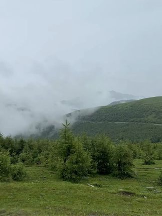 知道浑源野生黄芪怎么来到大家面前的吗? #各省有自己的丰收美食 #浑源黄芪