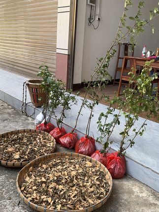 家里缺绿植?这款山木香免费退超安心! 今天下午五点半开始发货了!~#花卉绿植 #家庭种植 #绿植盆栽 #绿植 #年轻人流行用奶茶杯种绿植
