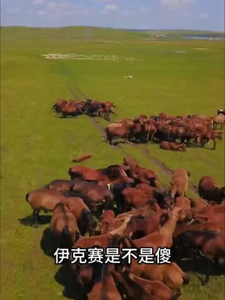 再也不怕家畜上火!伊克塞常快清热散轻松解决 炎炎夏季家禽易上火?试试这款饲料!#大暑 #养牛人的生活 #养殖场专用 #三农流量扶持计划 #三农养殖