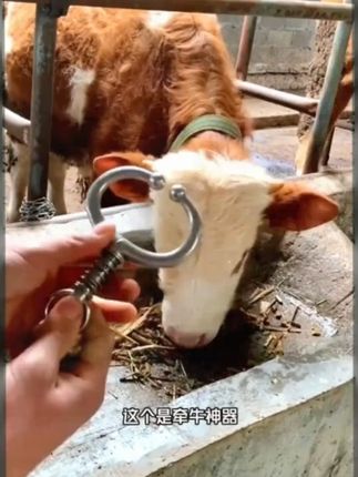 再也不怕牛儿乱跑了,这款弹簧牛鼻圈轻松搞定! 养牛必备!这款神器能快速穿刺、夹紧固定,操作简单方便!#三农#三农养殖#牛羊养殖#养牛人#养牛