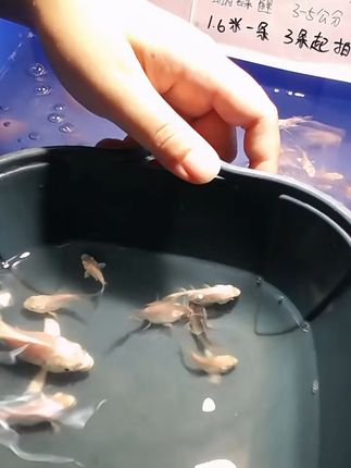 冬天也能养的观赏鱼,家里多了一道风景! 冬天养什么鱼?这种鱼不仅好看还耐寒!#偶遇会滑滑板的小狗#狗狗也有自己的一周变装#猫猫这是闯进走秀变装赛道了#当我给猫猫变魔术#狗狗也无法拒绝水晶鞋