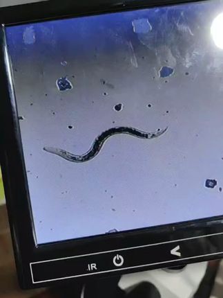 线虫无忧,运费险保障退货无忧! 今天下午四点半开始发货了!有运费险,不满意可退!#三农#农业种植#三农种植#农业种植技术#农资肥料