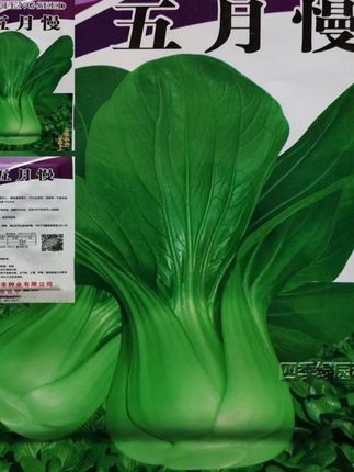 阳台也能种出新鲜青菜!耐寒不易抽苔 秋冬季节种植什么蔬菜?这种蔬菜不仅好吃还耐寒!#如果在十八我没能送你花#就用这个转场去溜达吧#贵州究竟有多少好吃的城市#如果送花有段位#新疆玫瑰花酱的做法