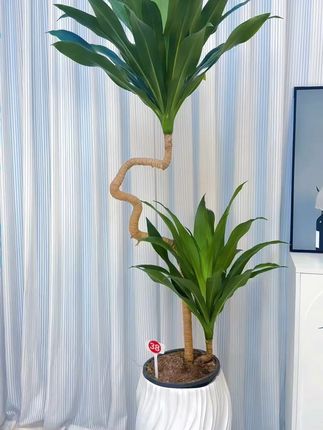 家里缺绿意?这盆四季常青荷花铁树救急啦! 家里养上一株这样的植物吧!不仅好看还能净化空气哦~#乡村生活也可以充满诗意#杨紫 牡丹之下是更美的牡丹#误入藕花深处#七月送你一束好运莲莲#用鲜花做一盏绝美台灯